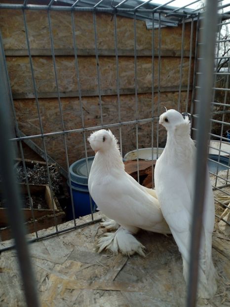  - jucatori de botosani 2019