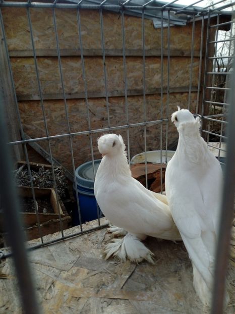  - jucatori de botosani 2019