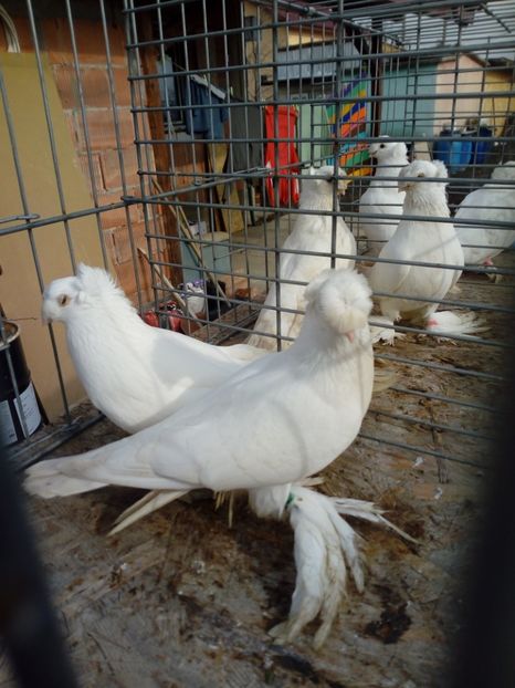  - jucatori de botosani 2019