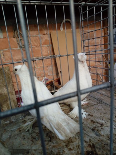  - jucatori de botosani 2019