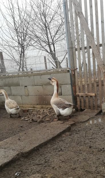 Veteranul - A1 Gâște Africane matca 2019