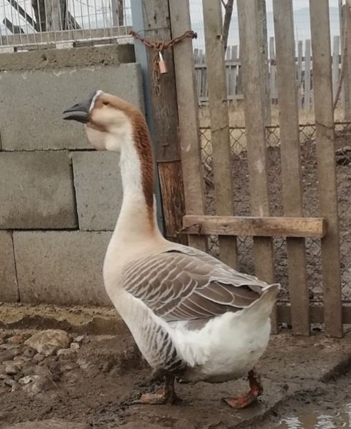 În plina forma - A1 Gâște Africane matca 2019