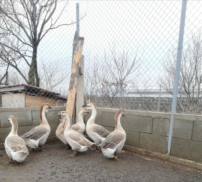  - A1 Gâște Africane matca 2019