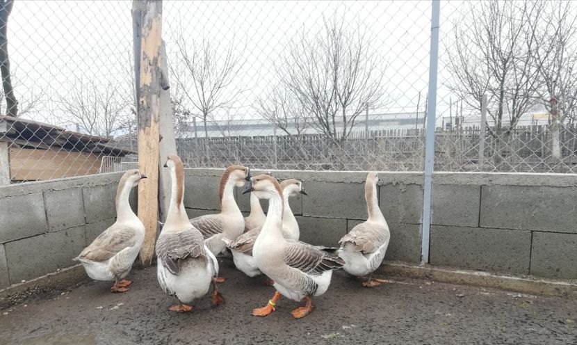  - A1 Gâște Africane matca 2019