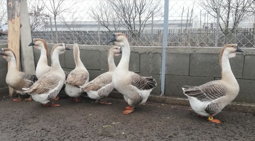  - A1 Gâște Africane matca 2019