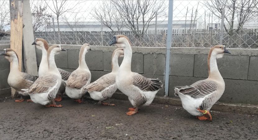  - A1 Gâște Africane matca 2019