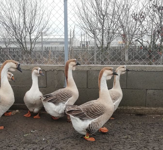  - A1 Gâște Africane matca 2019