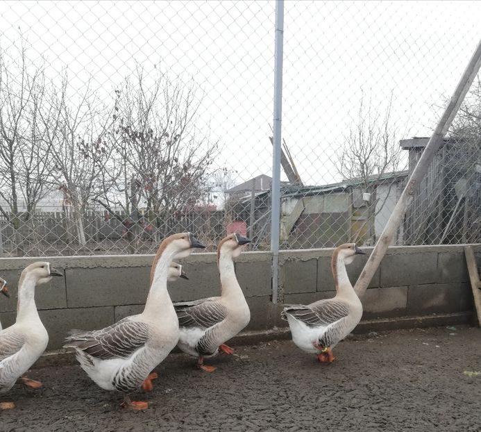  - A1 Gâște Africane matca 2019