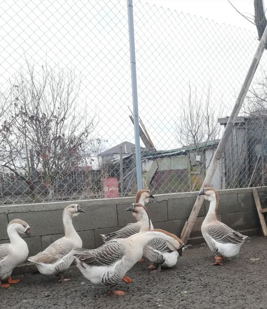  - A1 Gâște Africane matca 2019