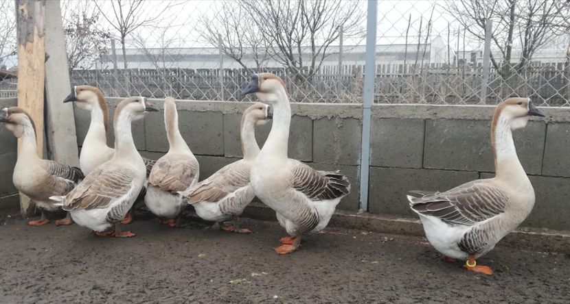  - A1 Gâște Africane matca 2019