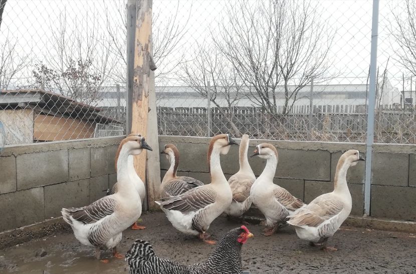  - A1 Gâște Africane matca 2019