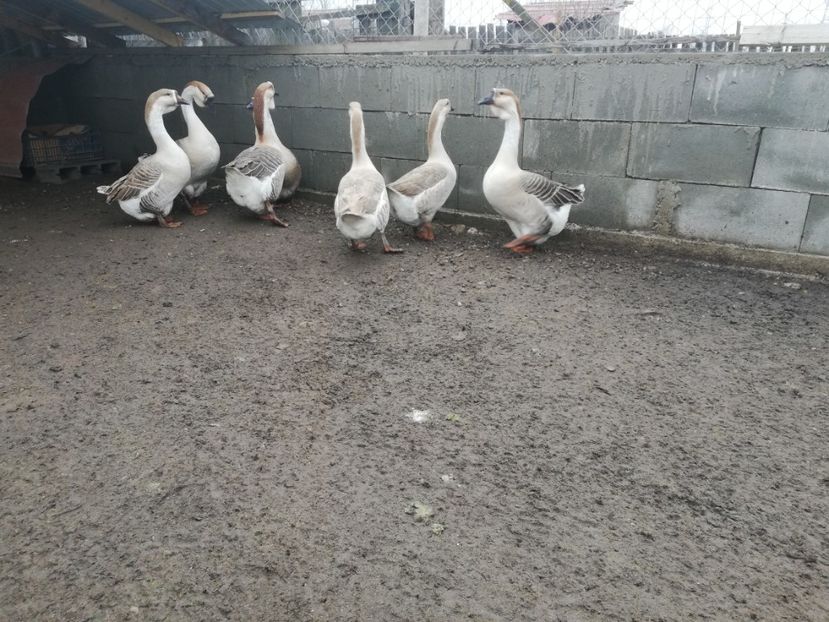  - A1 Gâște Africane matca 2019