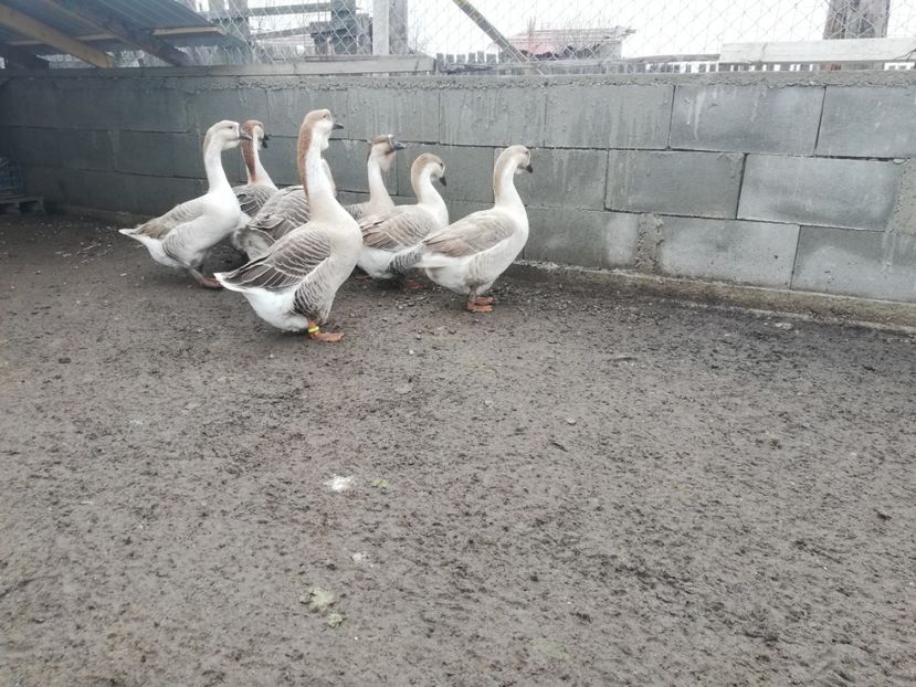  - A1 Gâște Africane matca 2019