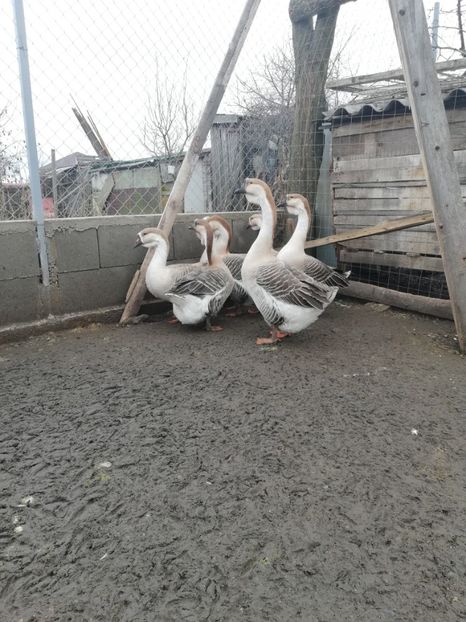  - A1 Gâște Africane matca 2019