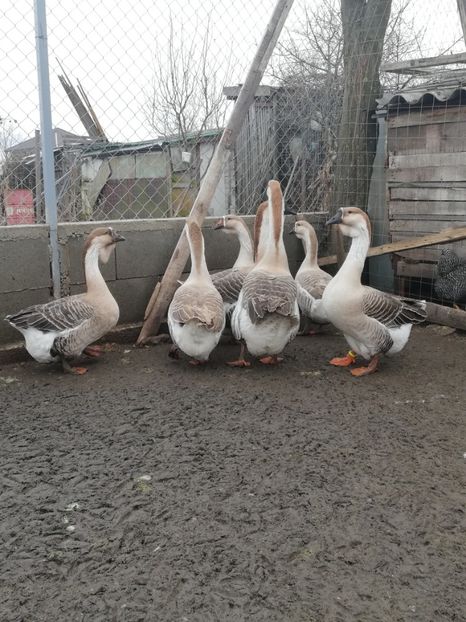  - A1 Gâște Africane matca 2019