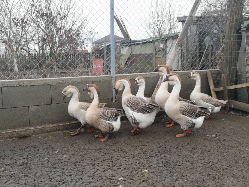  - A1 Gâște Africane matca 2019