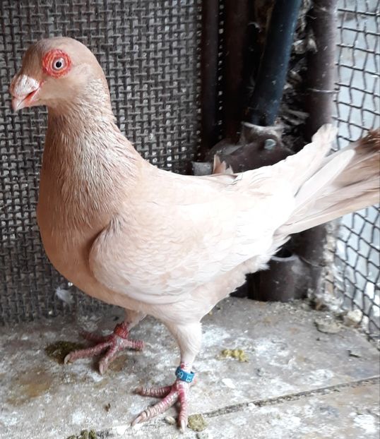 Vândut - Indian german 2019