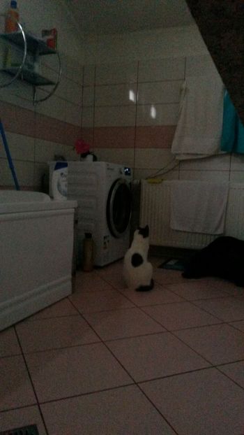 Astept sa se termine  rufele . - ANIMALUTE DRAGUTE