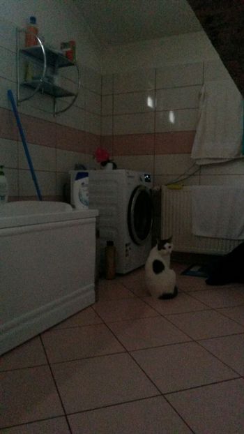 IMG-20180205-WA0001 - ANIMALUTE DRAGUTE