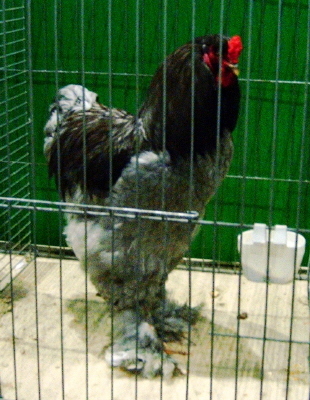 cocos brahma