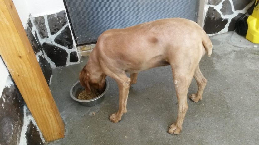 Am fost la cuafor - LESY   iubita