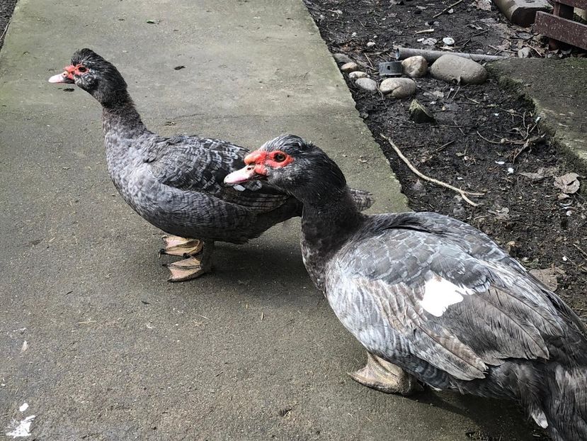 dark ripple - 0001 rate lesesti matca 2019 lot 1