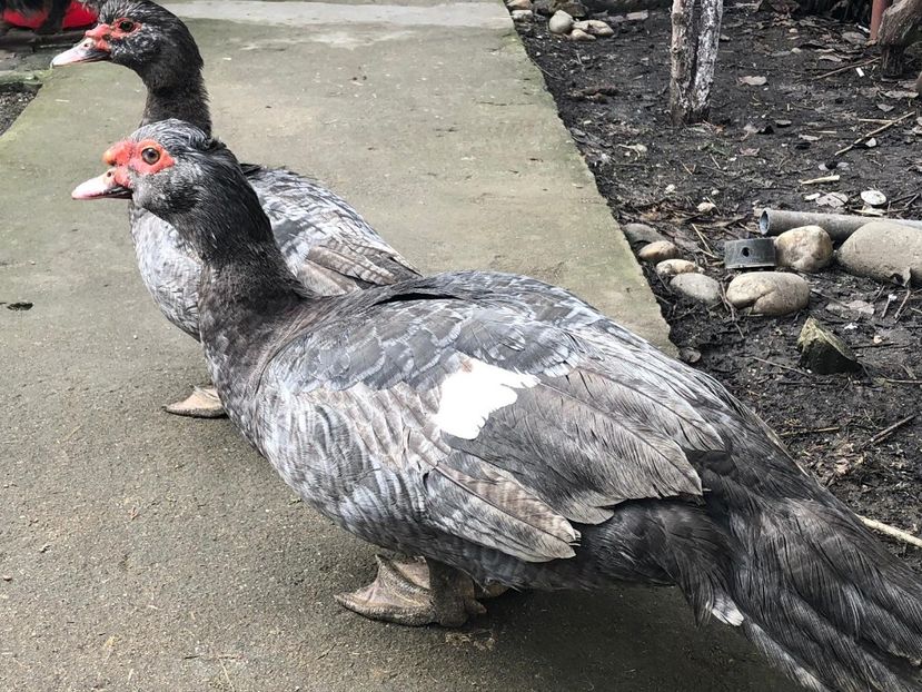 cu haina noua - 0001 rate lesesti matca 2019 lot 1