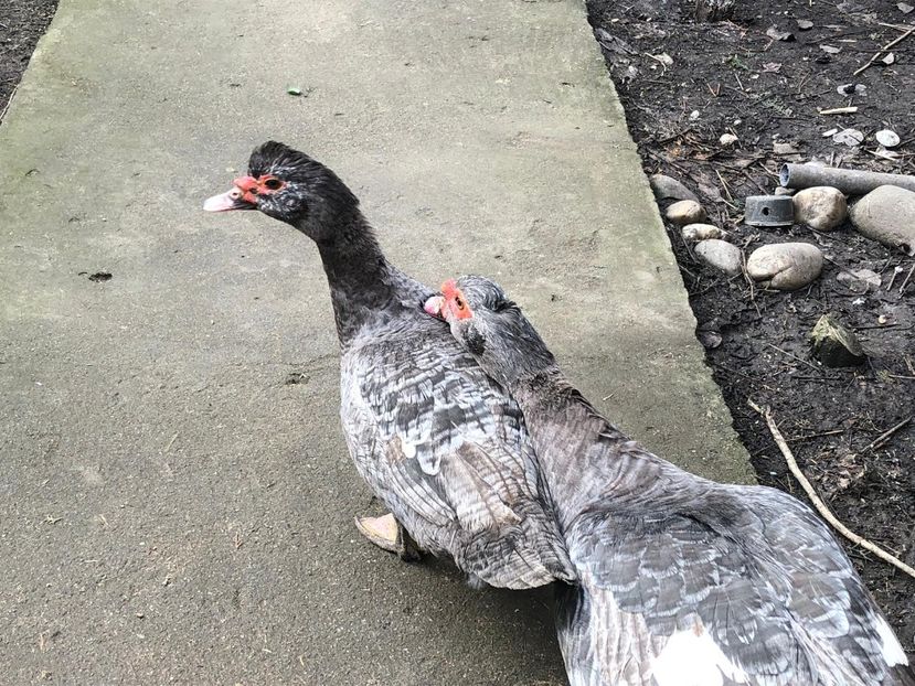 afectuos - 0001 rate lesesti matca 2019 lot 1