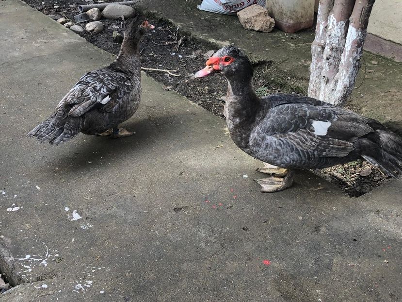 pereche - 0001 rate lesesti matca 2019 lot 1