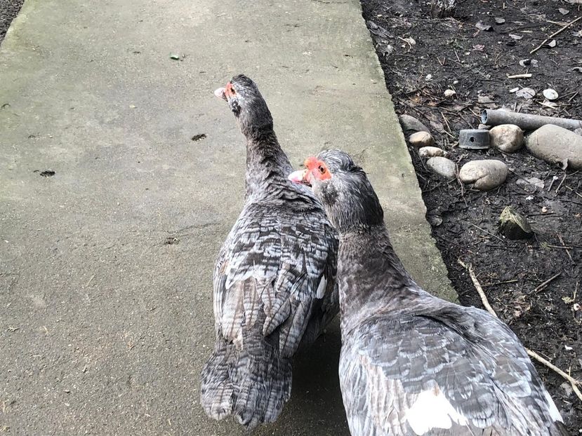 6 luni - 0001 rate lesesti matca 2019 lot 1