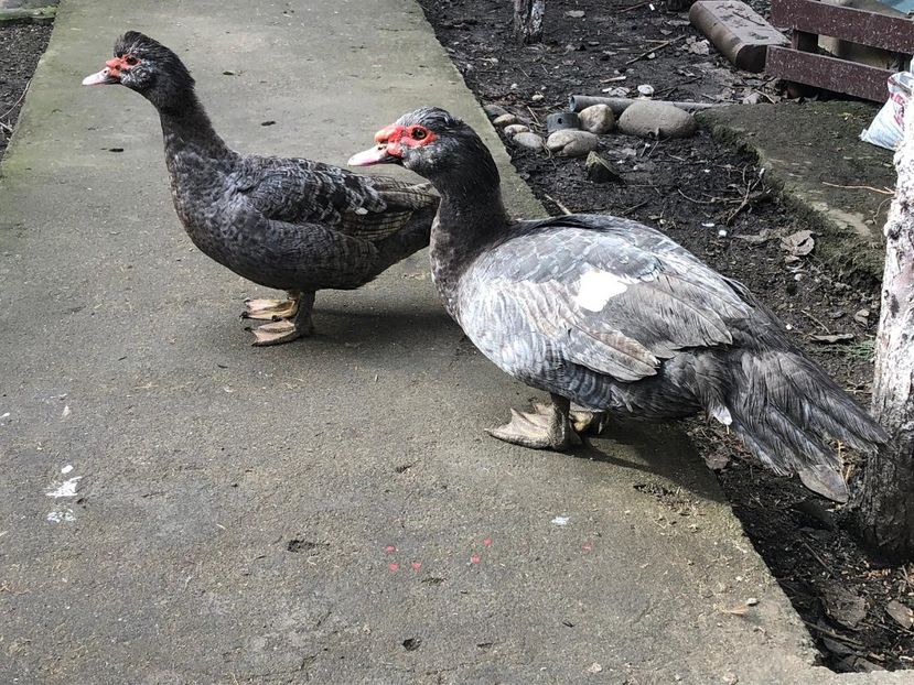 dark ripple - 0001 rate lesesti matca 2019 lot 1