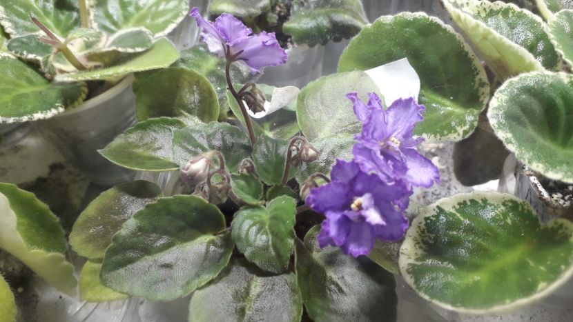  - RS Barkhatnyi Nariad