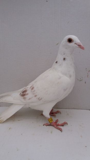 F 2018 vanduta - De! voiajori vanduti