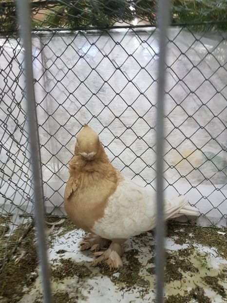 20181104_092524(0) - Archersleben 2018