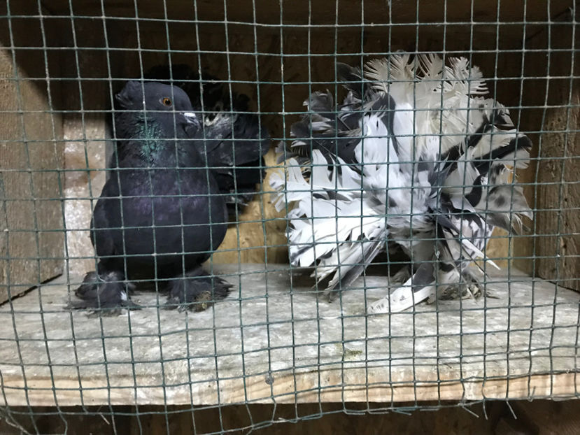  - de vanzare februarie 2020