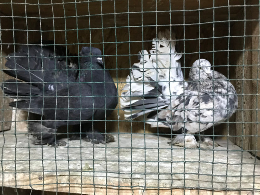  - de vanzare februarie 2020