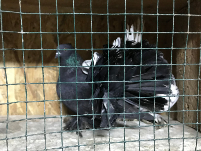  - de vanzare februarie 2020