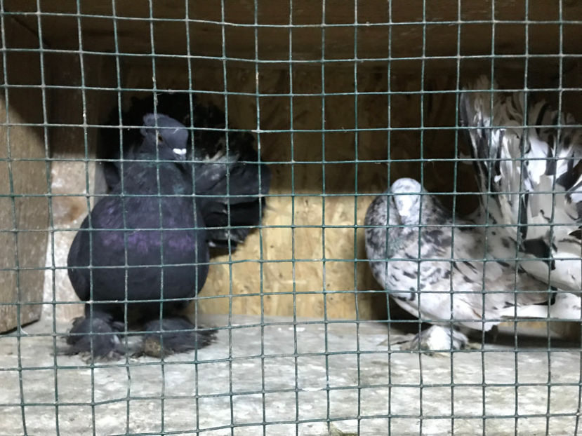  - de vanzare februarie 2020