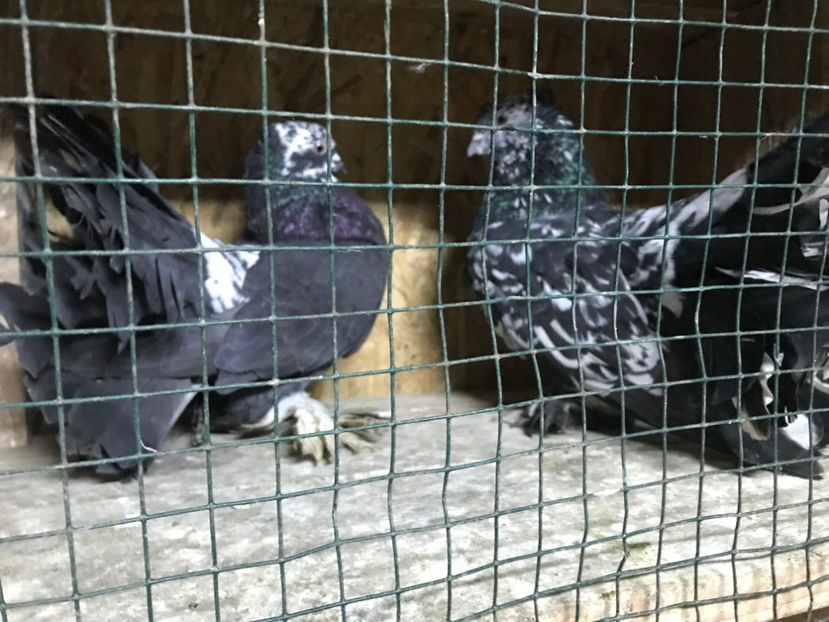  - de vanzare februarie 2020