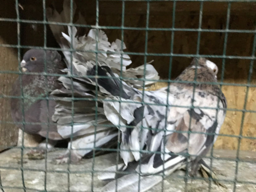  - de vanzare februarie 2020