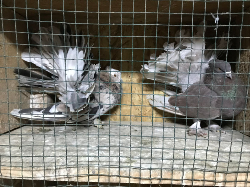  - de vanzare februarie 2020