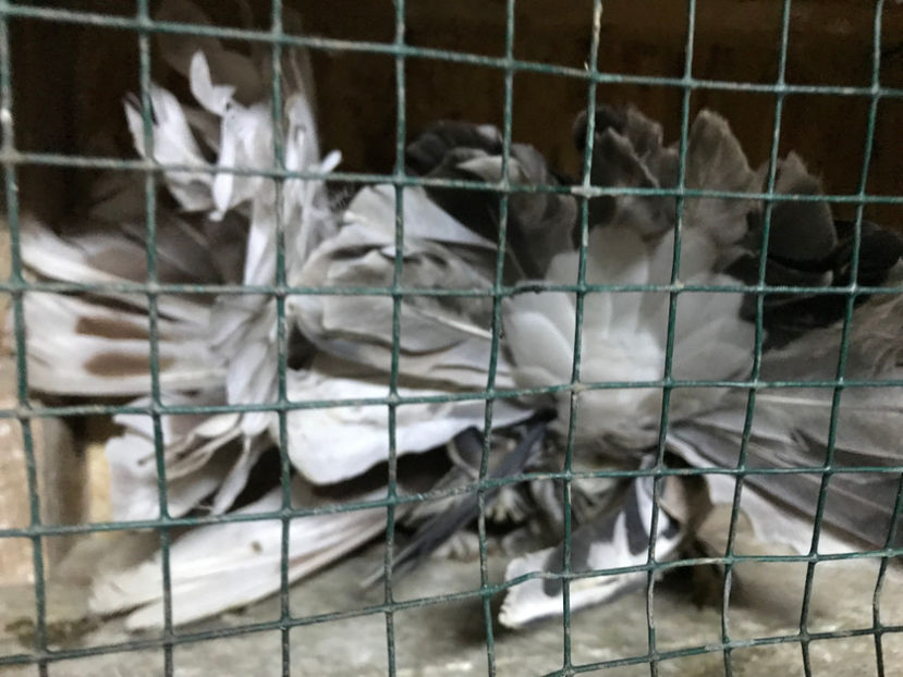  - de vanzare februarie 2020