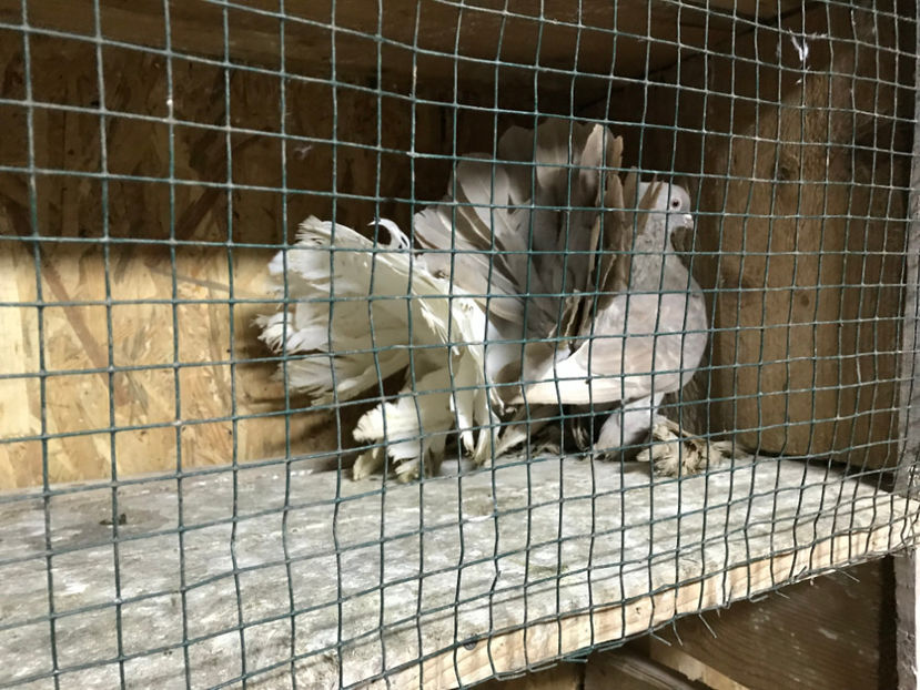  - de vanzare februarie 2020