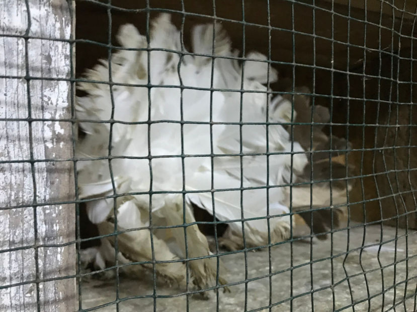  - de vanzare februarie 2020