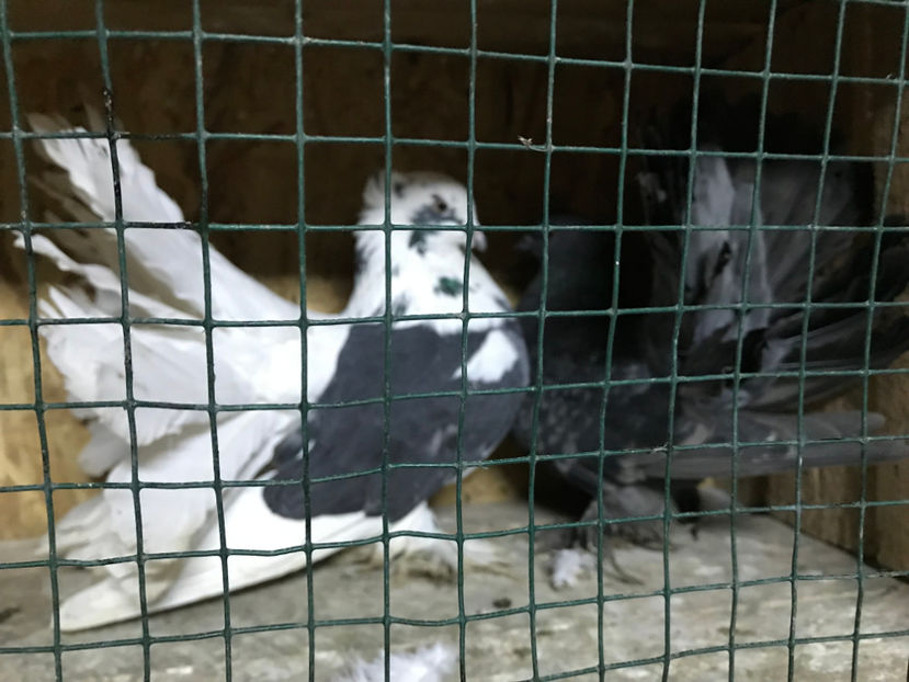  - de vanzare februarie 2020