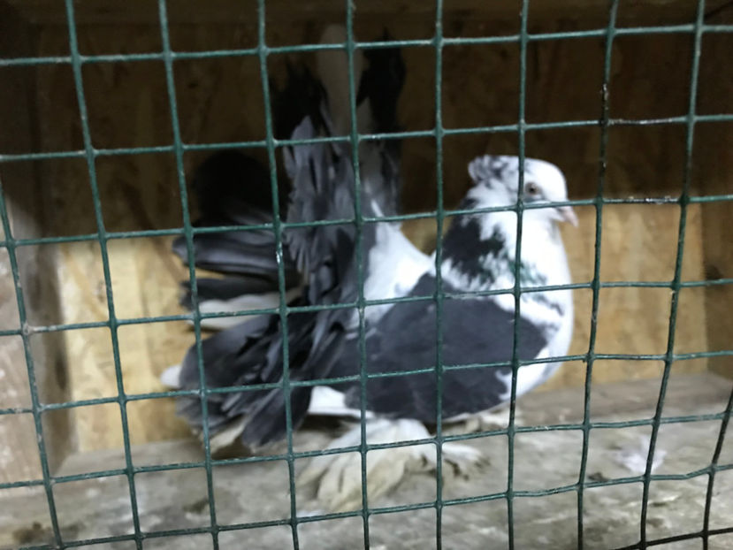  - de vanzare februarie 2020