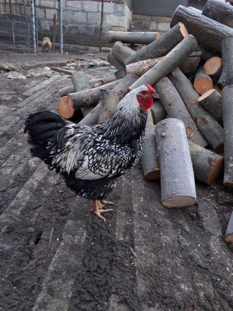  - Wyandotte argintiu