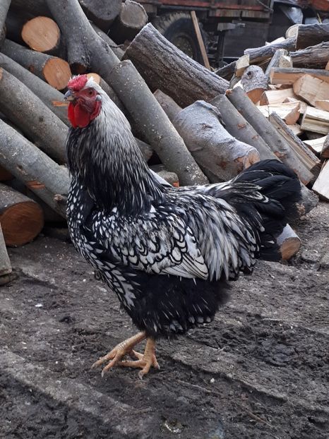  - Wyandotte argintiu