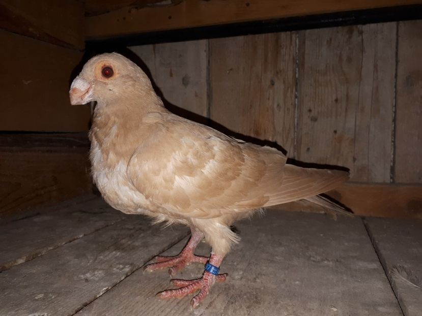 Vîndut - H3 _ tineret 2018