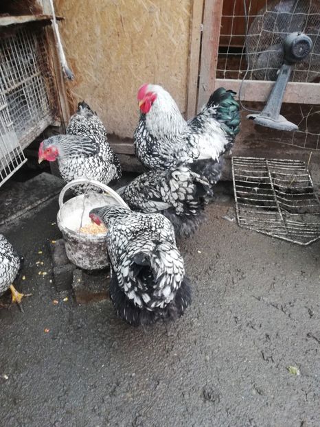  - Plymouth rock barat și Wiandotte